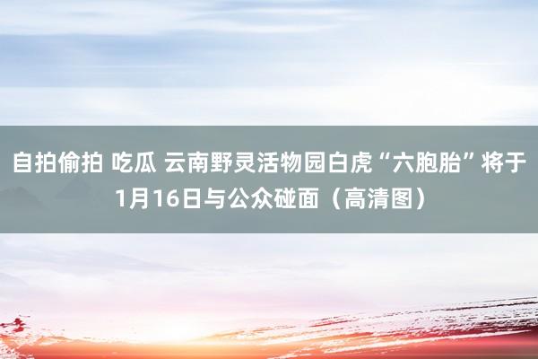 自拍偷拍 吃瓜 云南野灵活物园白虎“六胞胎”将于1月16日与公众碰面（高清图）